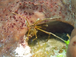 Yellowline Arrowcrab IMG 9638